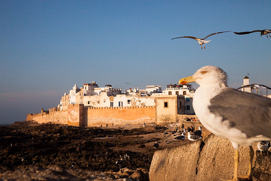  Fishing harbour Essaouira   Morocco